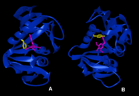 [Image of DHFR enzyme]