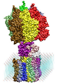 ATP synthase overview