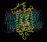 Rhodopsin